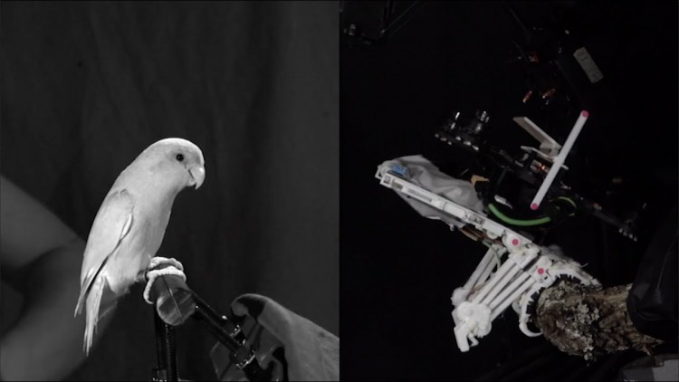 Ученые создали необычный дрон с птичьими лапами – новости на УНН | 5 декабря 2021, 00:30